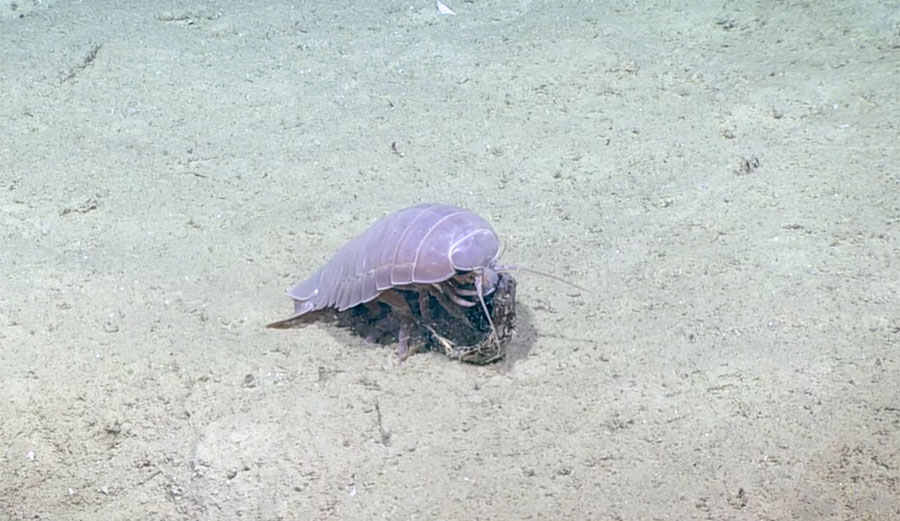 deep sea pill bug