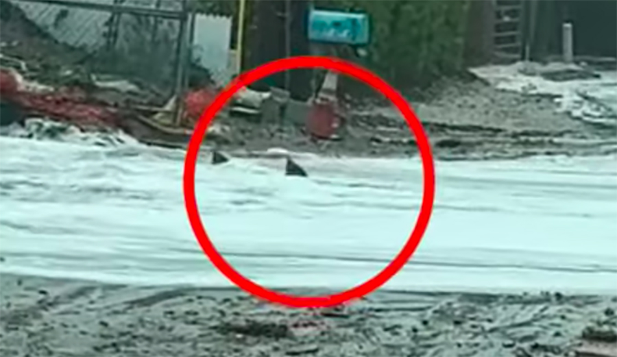 Surf Shop Goes Viral After Posting Video of Possible Sharks Swimming Down Flooded Street