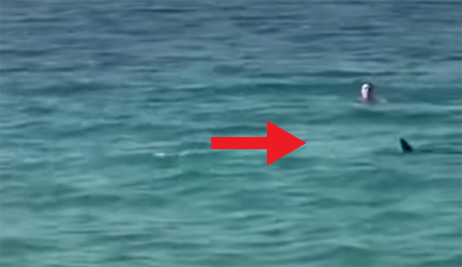 Large Shark Cuts Women Off From Beach In Terrifying Scenario