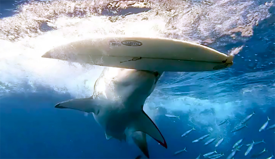 Watch a Great White Shark Take an Exploratory Bite of a Surfboard