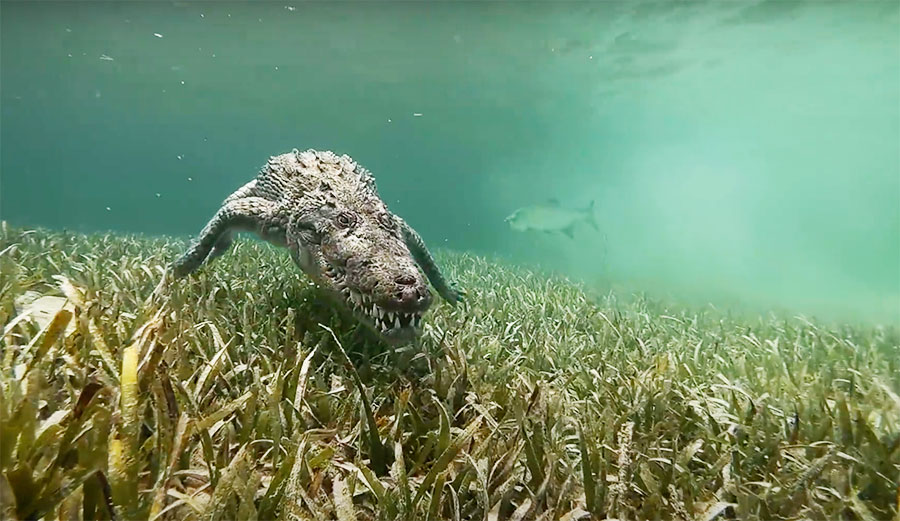 footage of American crocodiles in Mexico