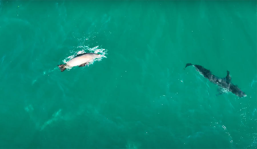 drone footage of shark and sea lion