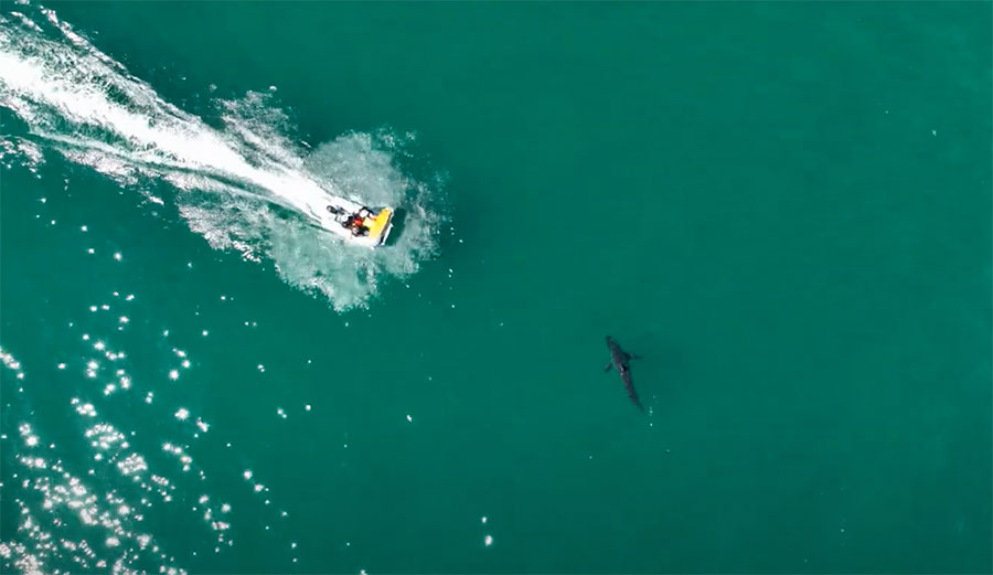 boaters hit great white shark