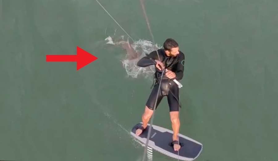Ever Seen a Shark Sprint After a Kite Foiler? You're About To