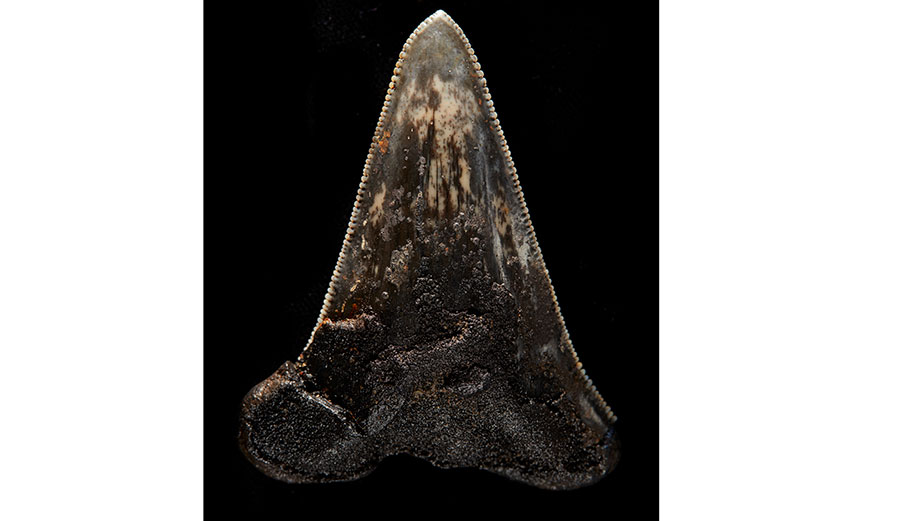 megalodon ancestor shark tooth