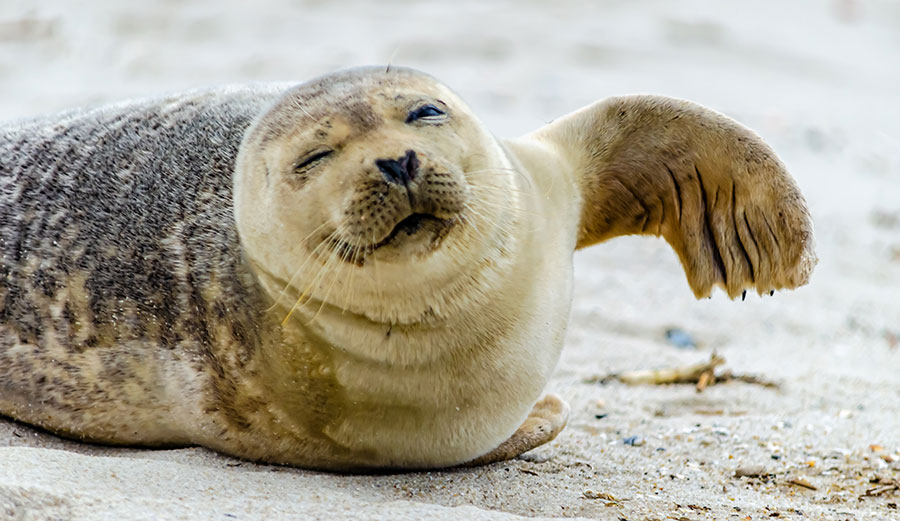 Around 2,500 seals have washed up dead in the Caspian Sea.