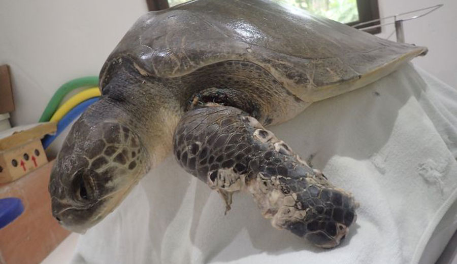 entanglement wounds on sea turtle