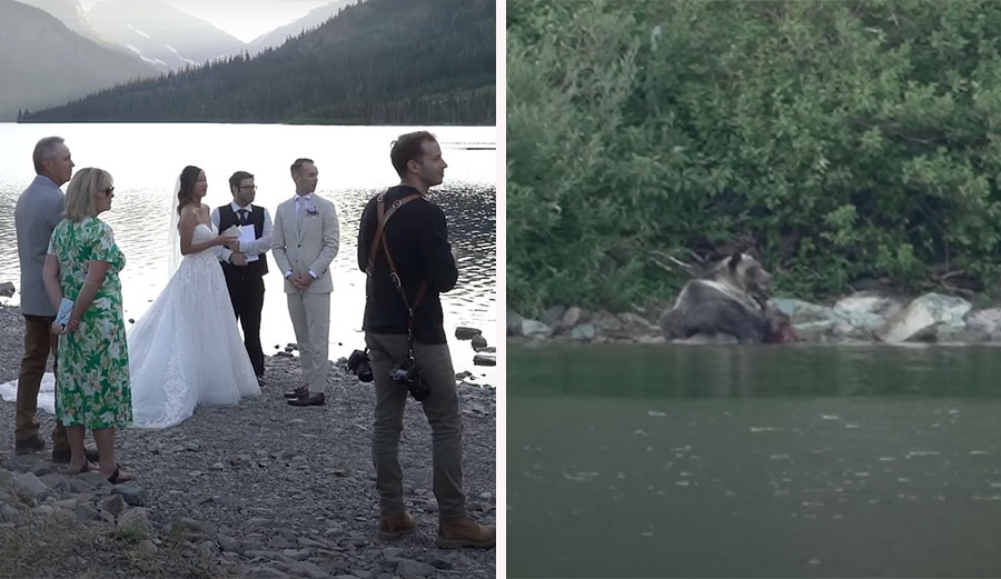 grizzly eats moose at wedding