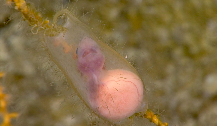 deep sea cat shark