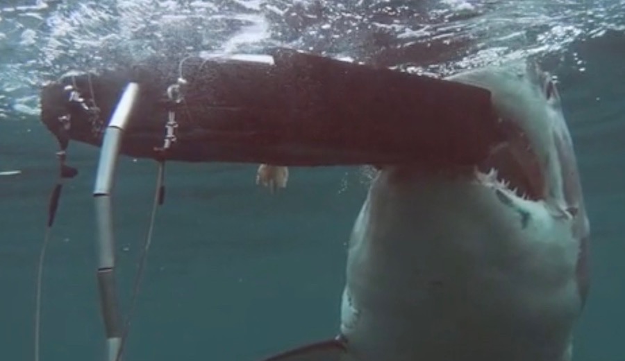 ironskinn shark bite resistant swim gear