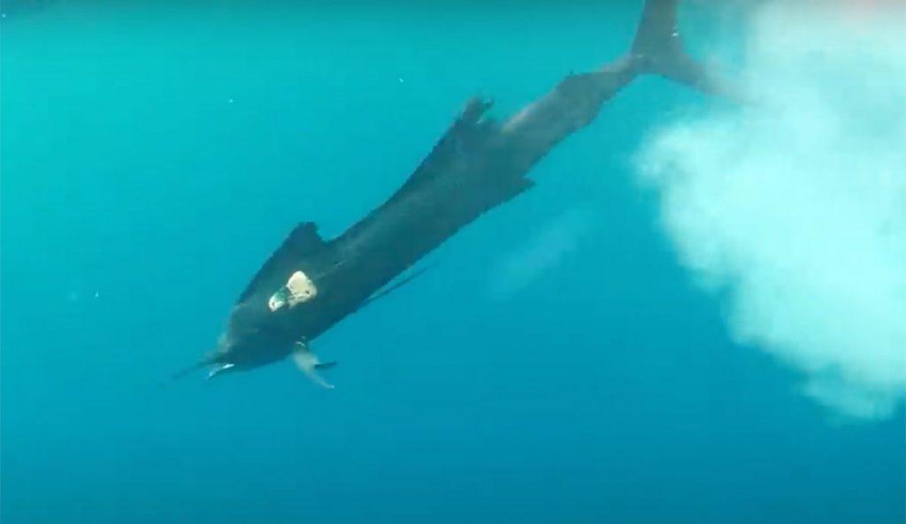 sailfish hunting footage