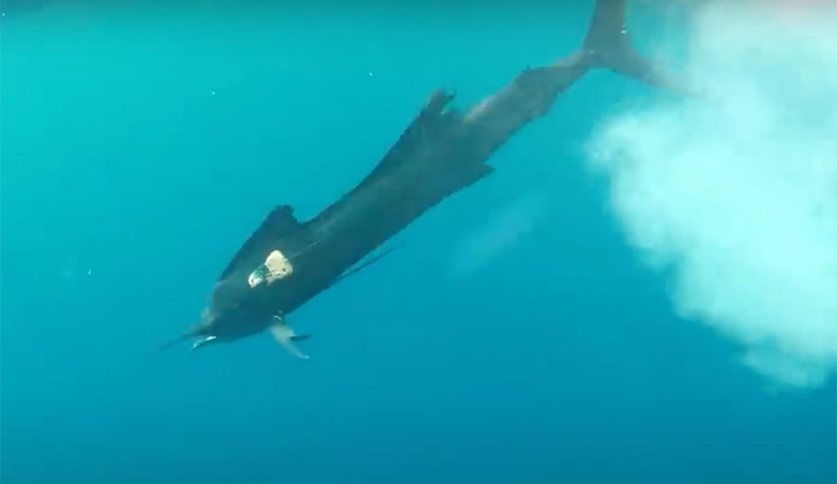 sailfish hunting footage