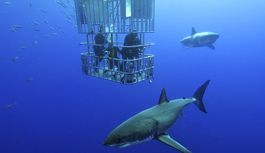 cage divers surrounded by great white sharks