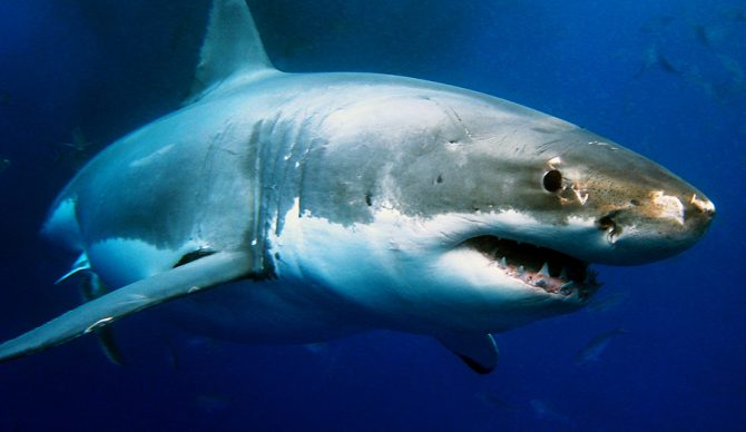 Photo: Shutterstock
