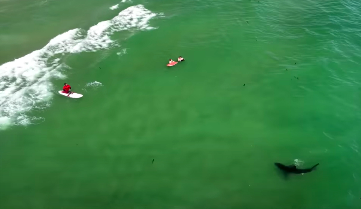 10 Eerie Clips of Great White Sharks Eyeing Surfers