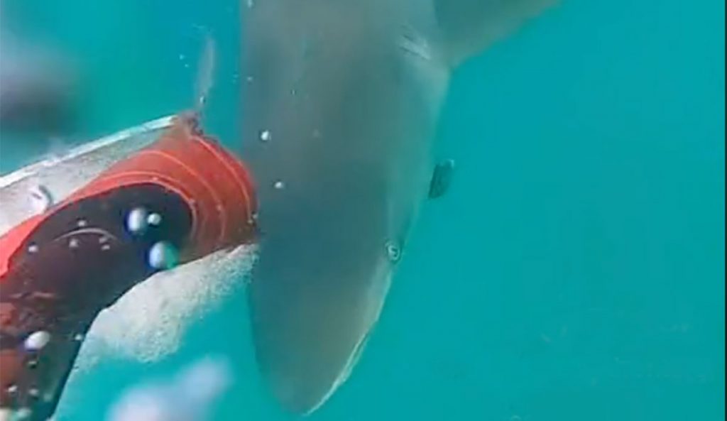 spearfisher fends off bronze whaler shark