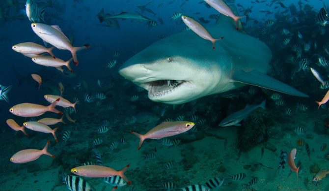 a bull shark swims with schools of fish