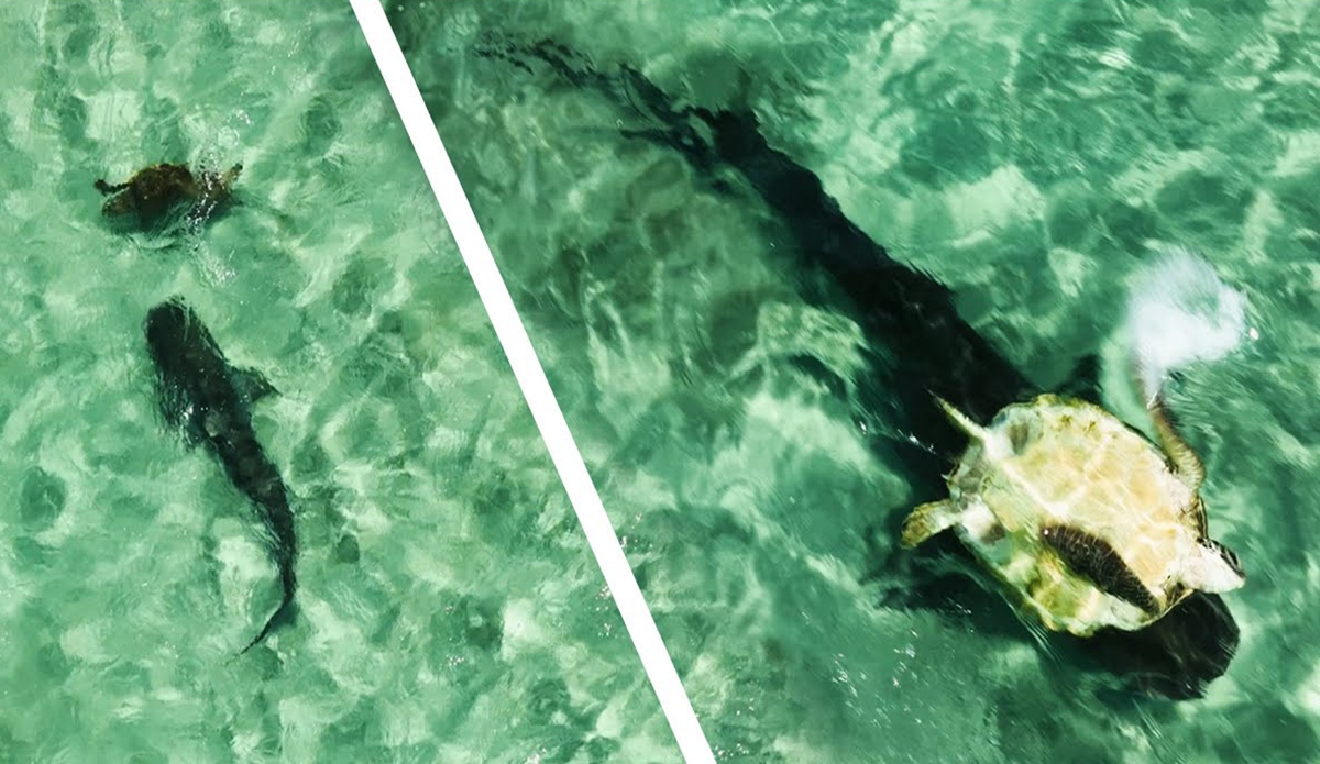 California Drone Pilot Captures Ultra-Rare Footage of Tiger Shark Attacking Sea Turtle