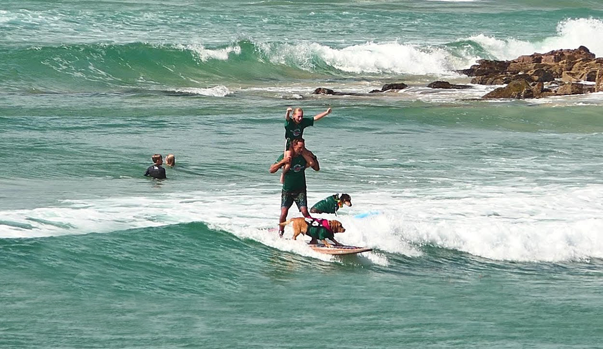 Australia's most famous surfing festival will bring the dogs back for the eleventh year running. The Dog Surfing Championships are sure to be off the leash.