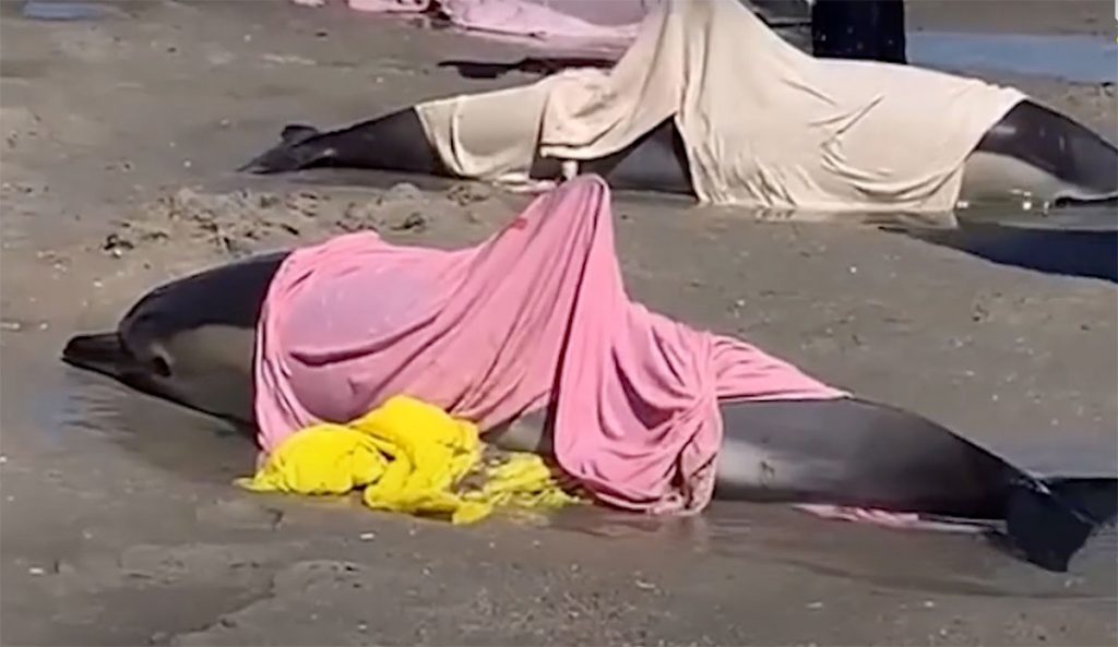 dolphins stranded in New Jersey