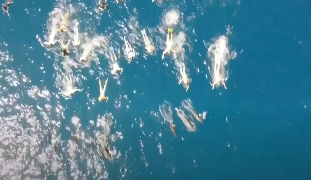 swimmers harassing dolphins in hawaii
