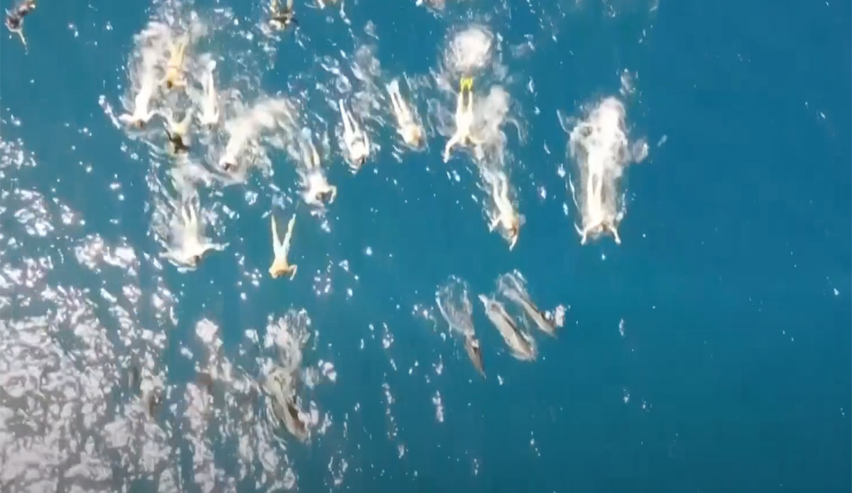swimmers harassing dolphins in hawaii
