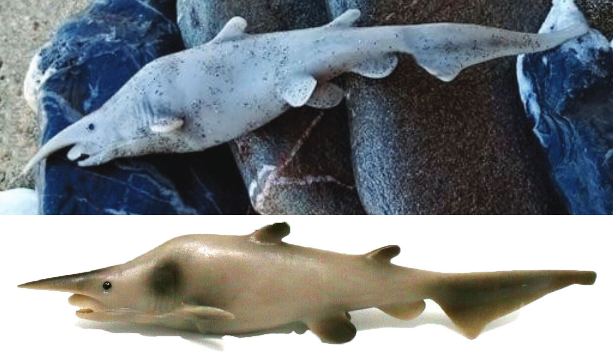 goblin shark on greek beach