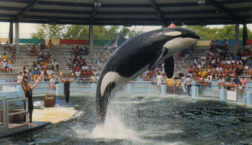 Lolita the orca