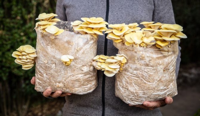 man holding two blocks of mycelium growing golden oyster mushrooms