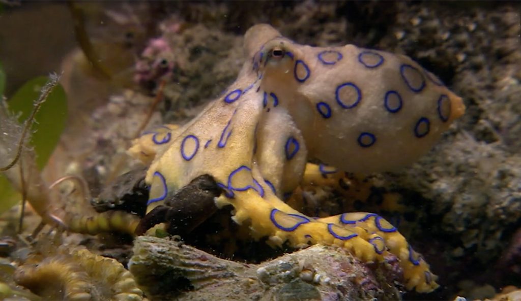 blue-ringed octopus