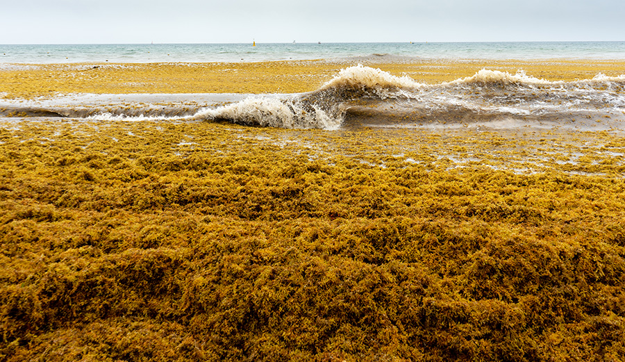 a beach covered with sargassum algea