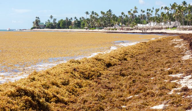 a sargassum bloom on a tropical beach