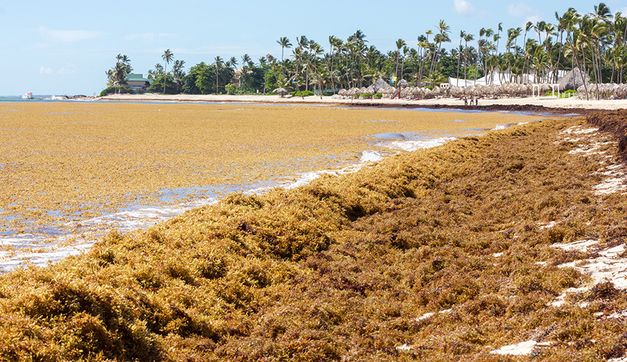 a sargassum bloom on a tropical beach