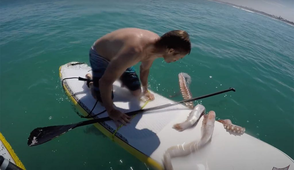 giant squid on surfboard