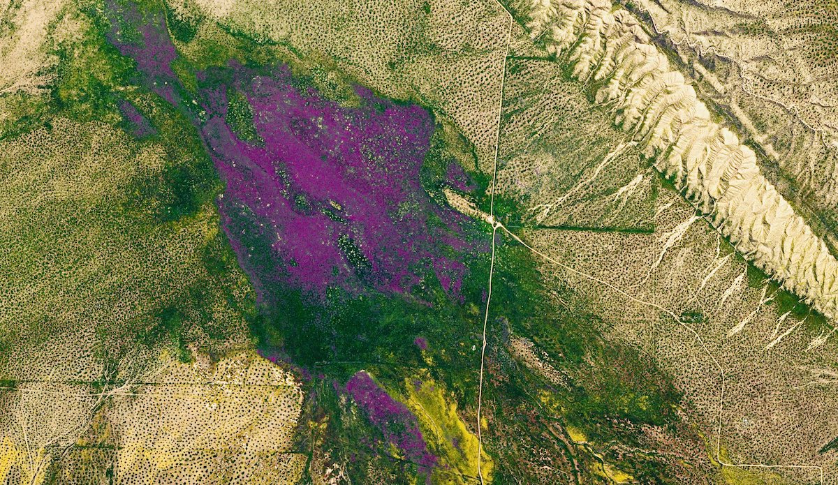 Superbloom in California