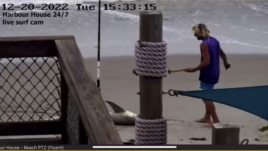 florida man approaching a beached shark with a hammer