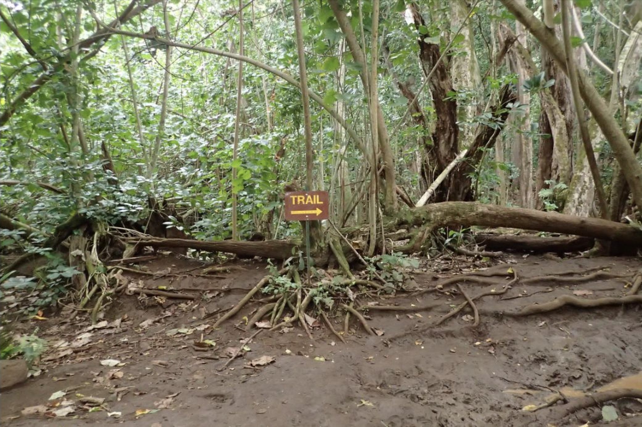 SUP Wailua River