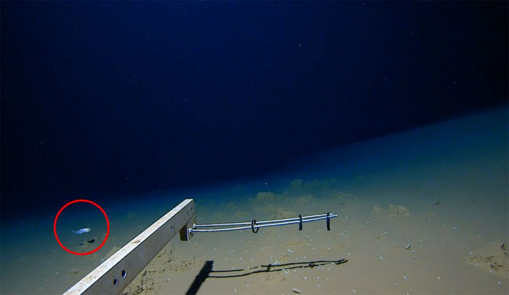 snailfish swimming deepest