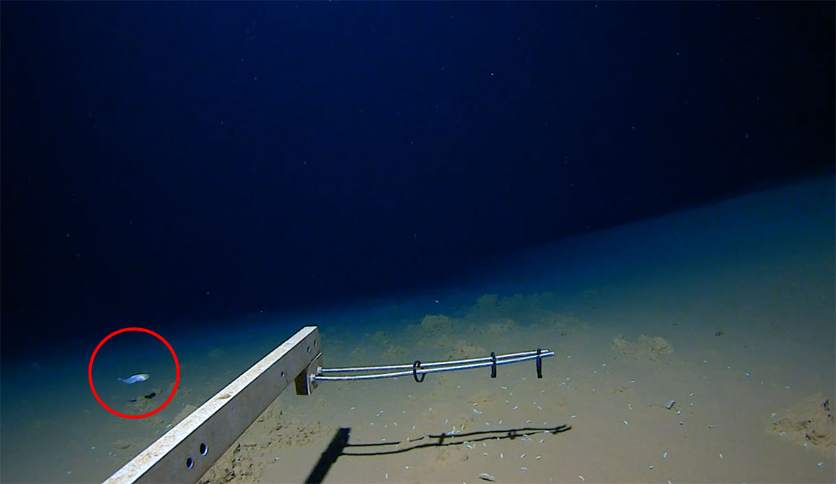 snailfish swimming deepest