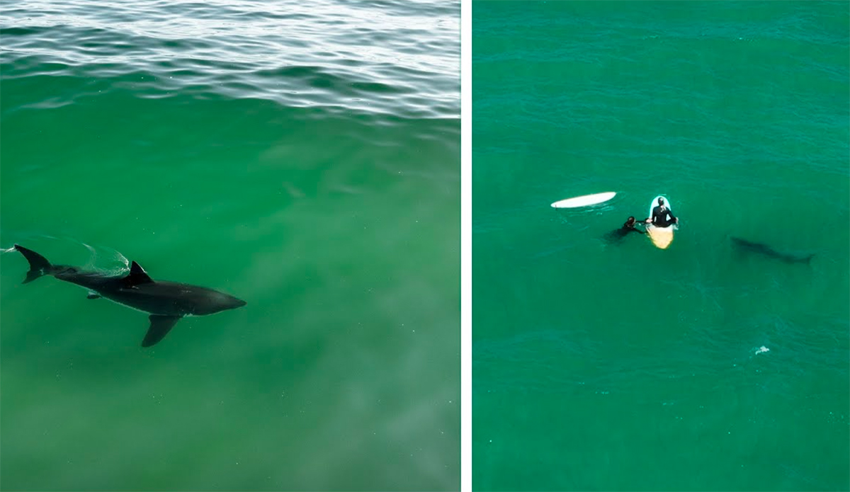 Watch Great White Shark Seemingly Take a Sniff of This Surfer's Foot