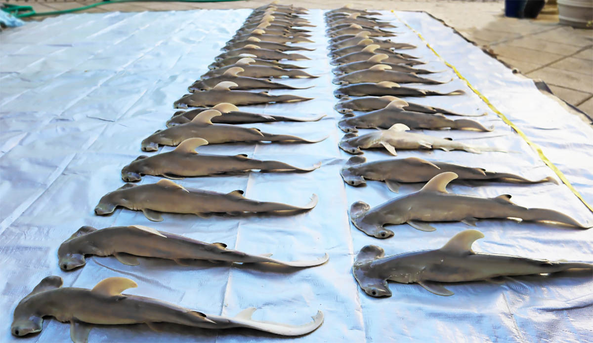 A Pregnant 14-Foot Hammerhead Shark Washed Up on the Alabama Coast