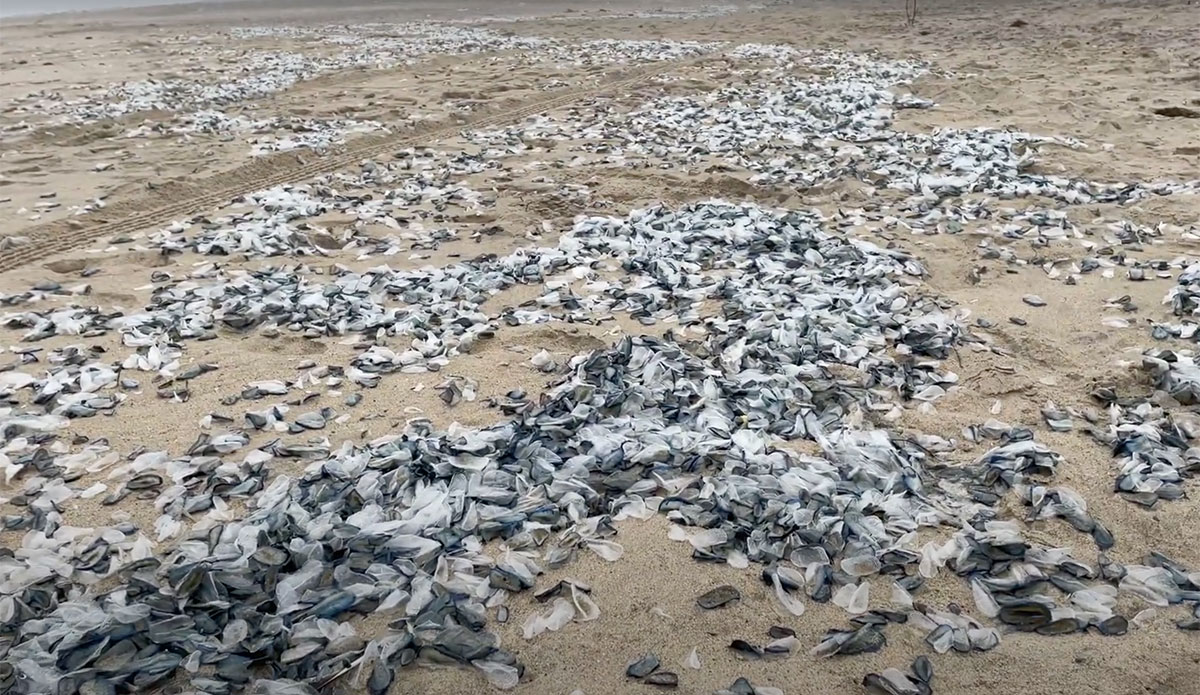 blue blobs velella velella on Southern California beaches
