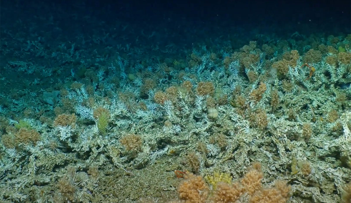 a new coral reef