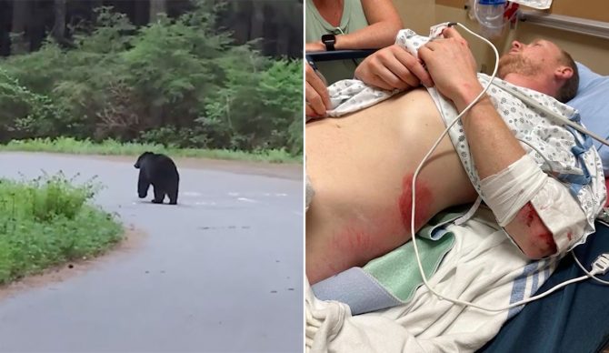 Canadian cyclist after t-boning black bear
