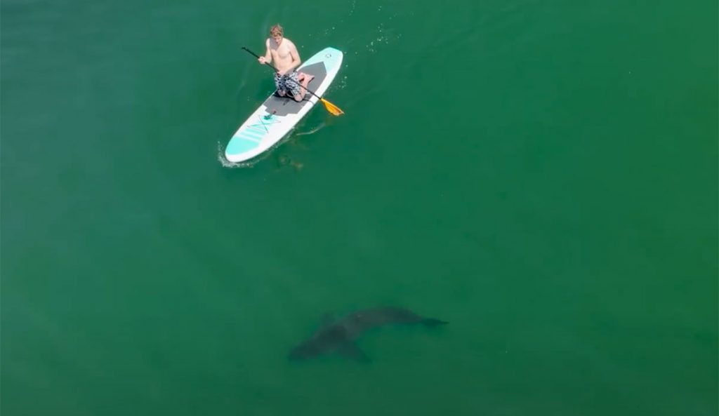 paddlers spot great white shark