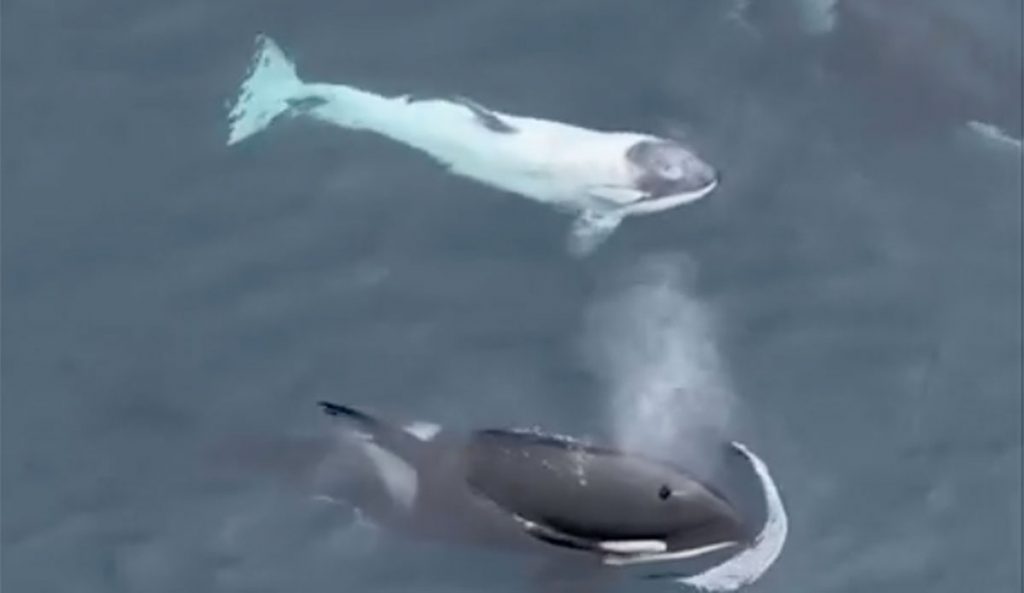 Frosty the white orca