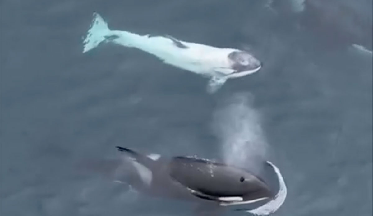 Frosty the white orca