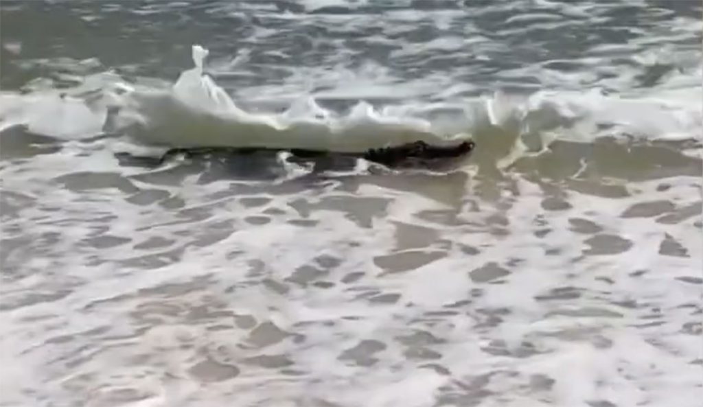 alligator on Alabama beach