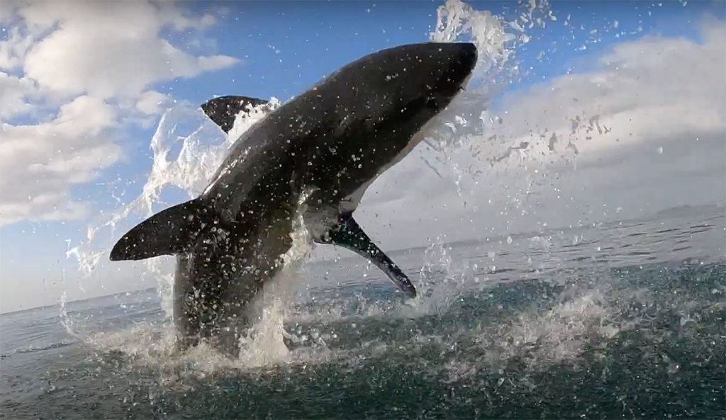 great white shark breaching