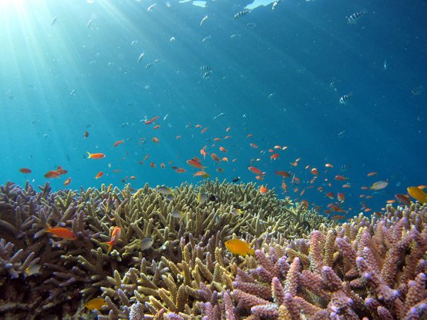a vibrant reef